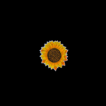 sunflowers-tiny.png